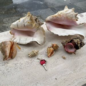 Assorted Decorative Sea Shells with Pink-White Interior